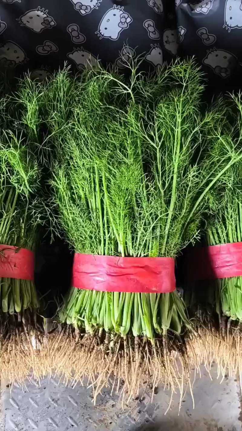 河北精品茴香苗大量有货可提供包装价格便宜可视频看货