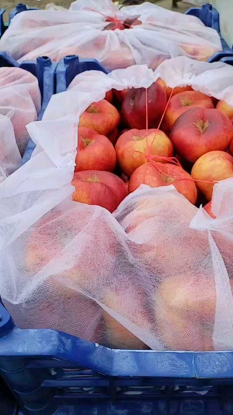 黄肉油蟠桃大量有货，耐储存口感好