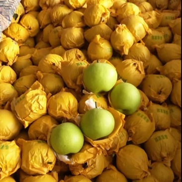 河北精品绿宝石梨大量上市香甜可口量大从优产地直供