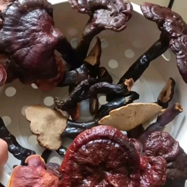 野生灵芝