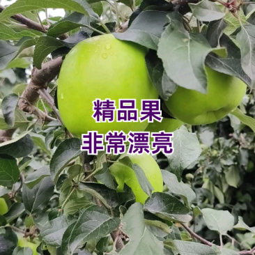 今年苹果太便宜了华硕苹果、鲁丽苹果，商超市场电商直采