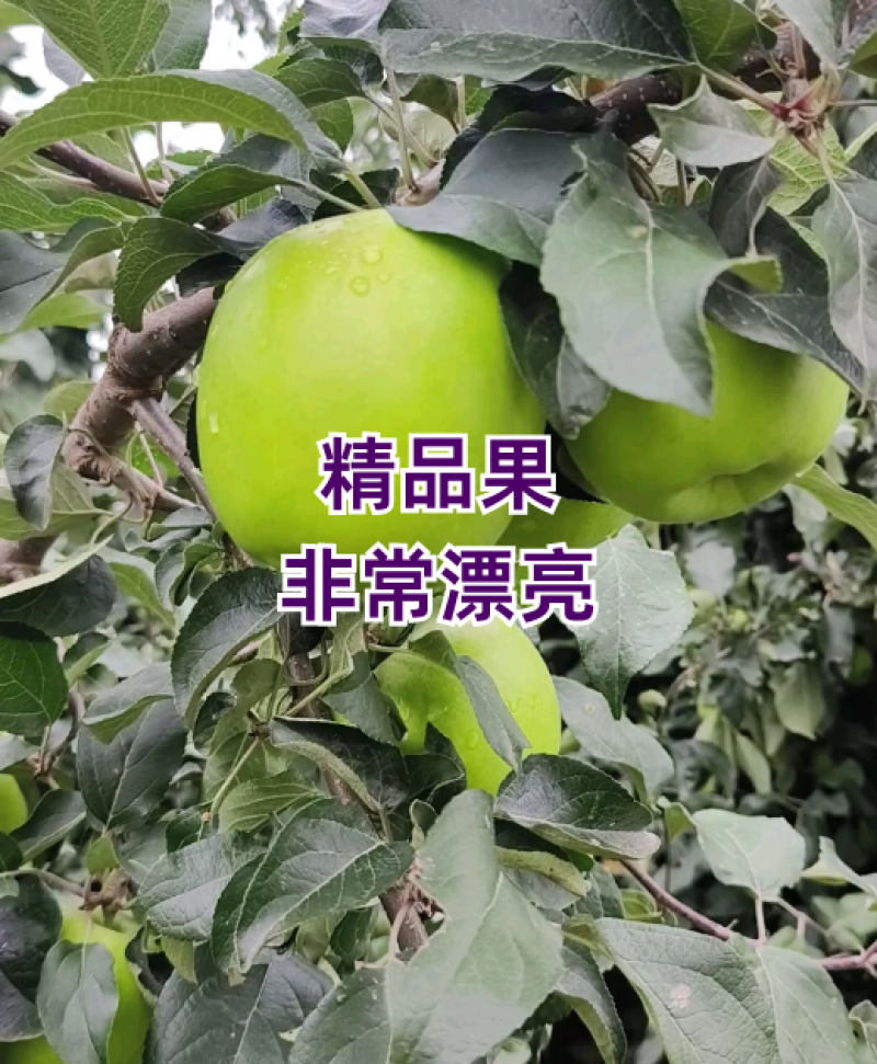 今年苹果太便宜了华硕苹果、鲁丽苹果，商超市场电商直采