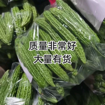 【热卖中】兰陵苦瓜绿元帅大量上市保质保量价格优惠