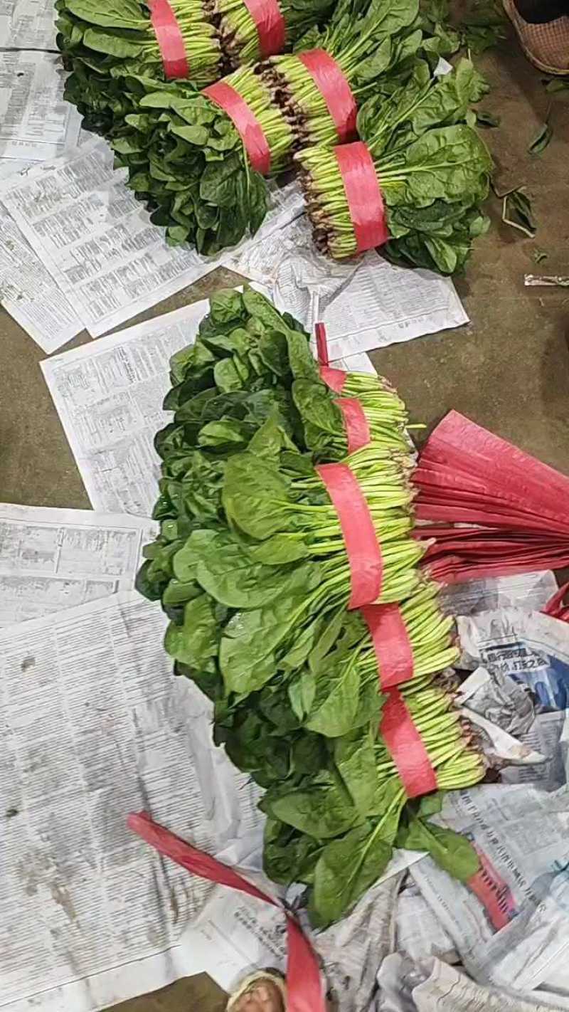 小菠菜叶面真厚，干干净净