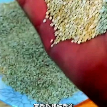 优质白藜麦