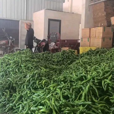 精品螺丝椒大量有货，老板可洽谈合作