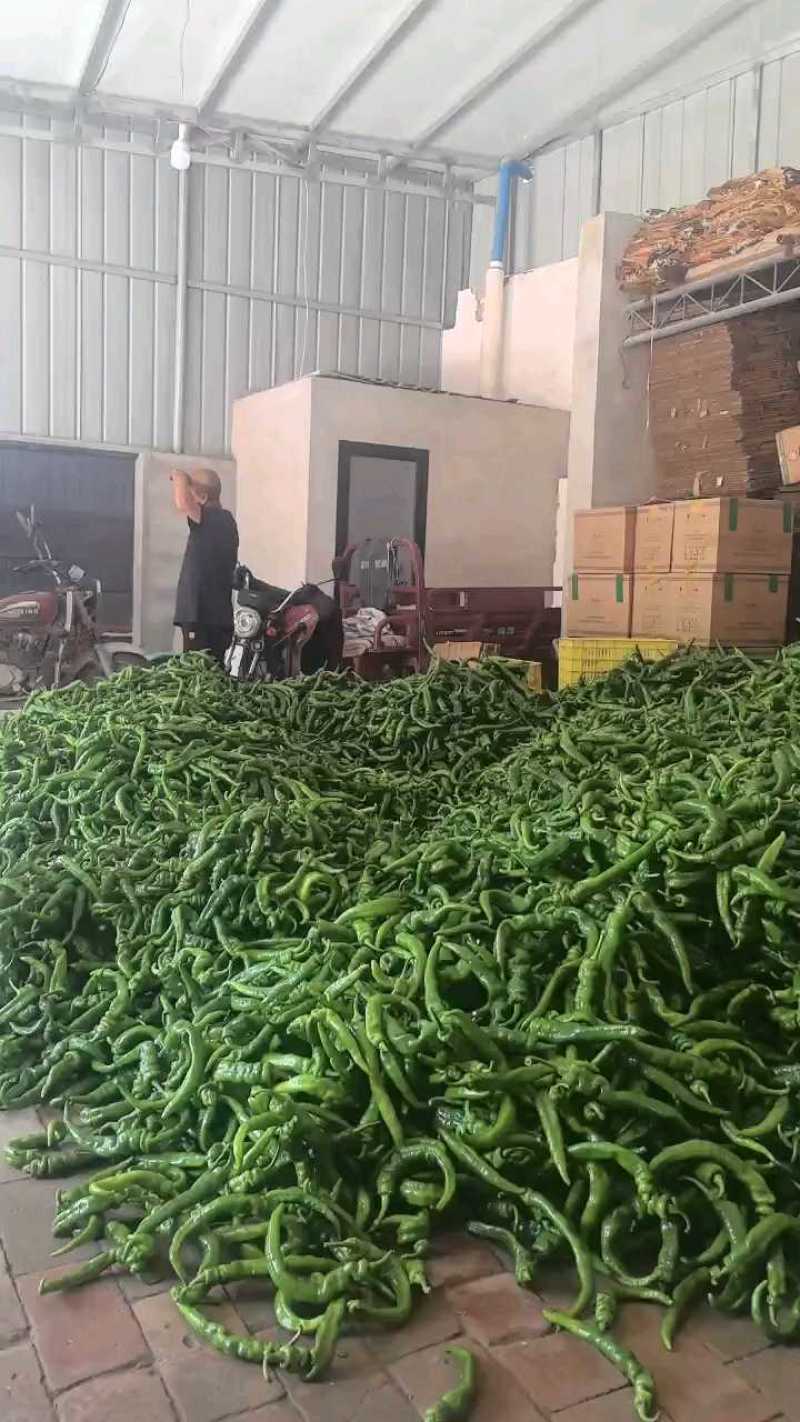精品螺丝椒大量有货，老板可洽谈合作