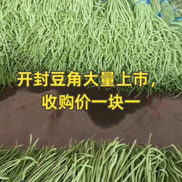 青条豆角长豆角支持视频看货打款发货欢迎订购