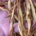 黄花菜地摊电商批发无硫磺黄花菜干金针菜农家特产黄花菜干