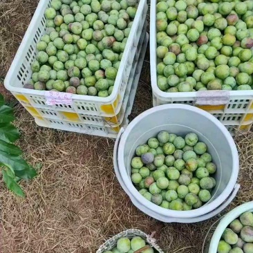 四川屏山县半边红李子（茵红李），产地直供，量大稳定！