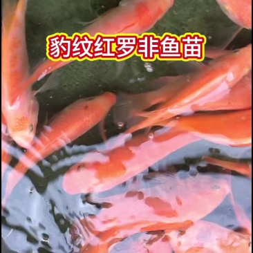 精品红罗非鱼苗，大量批发，渔场直供。