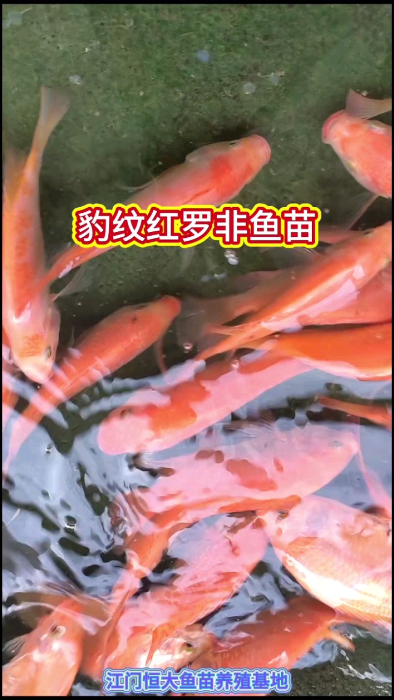 精品红罗非鱼苗，大量批发，渔场直供。