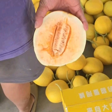 哈密瓜，晓蜜25号，甘肃民勤蜜瓜一件代发，大众批发市场