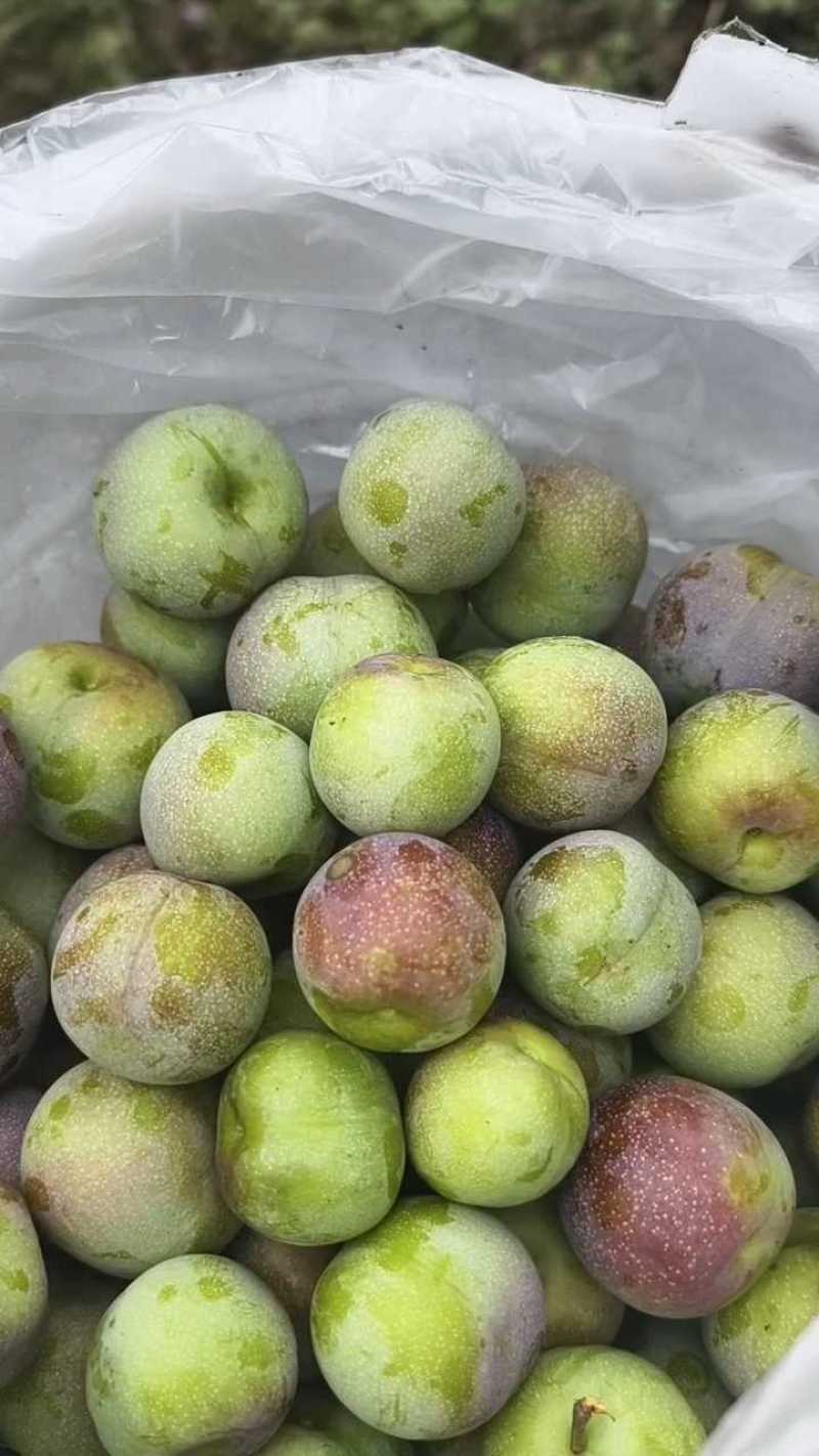 正宗绥江半边红李子，自家果园现摘现发，果肉脆甜，脱核。