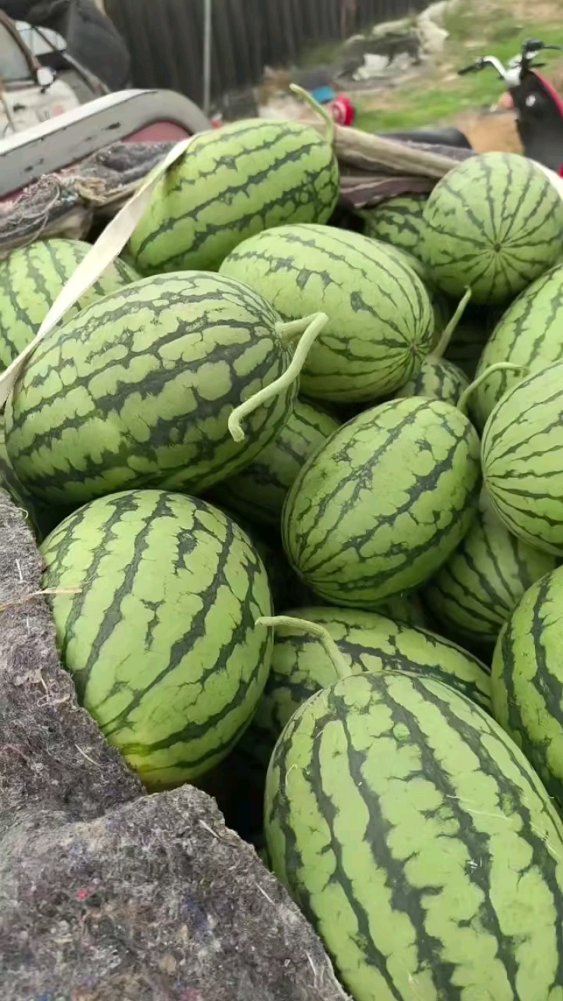关林庙装货，个头相当可以，个个过手挑