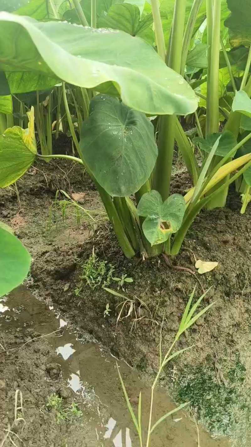 浙江红芽芋，新鲜毛芋软糯香甜，产地直销对接批发市场