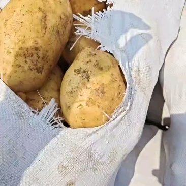 滕州大棚土豆，大青头，四两起步。荷兰代装三两起步，大量供