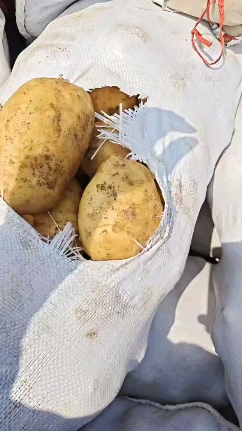 滕州大棚土豆，大青头，四两起步。荷兰代装三两起步，大量供