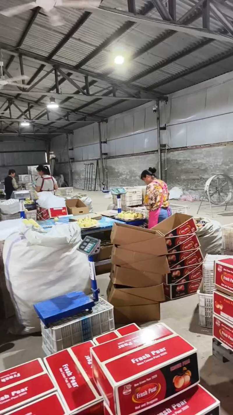 山东皇冠梨大量上市，可出口，超市批发市场电商团购一件代发