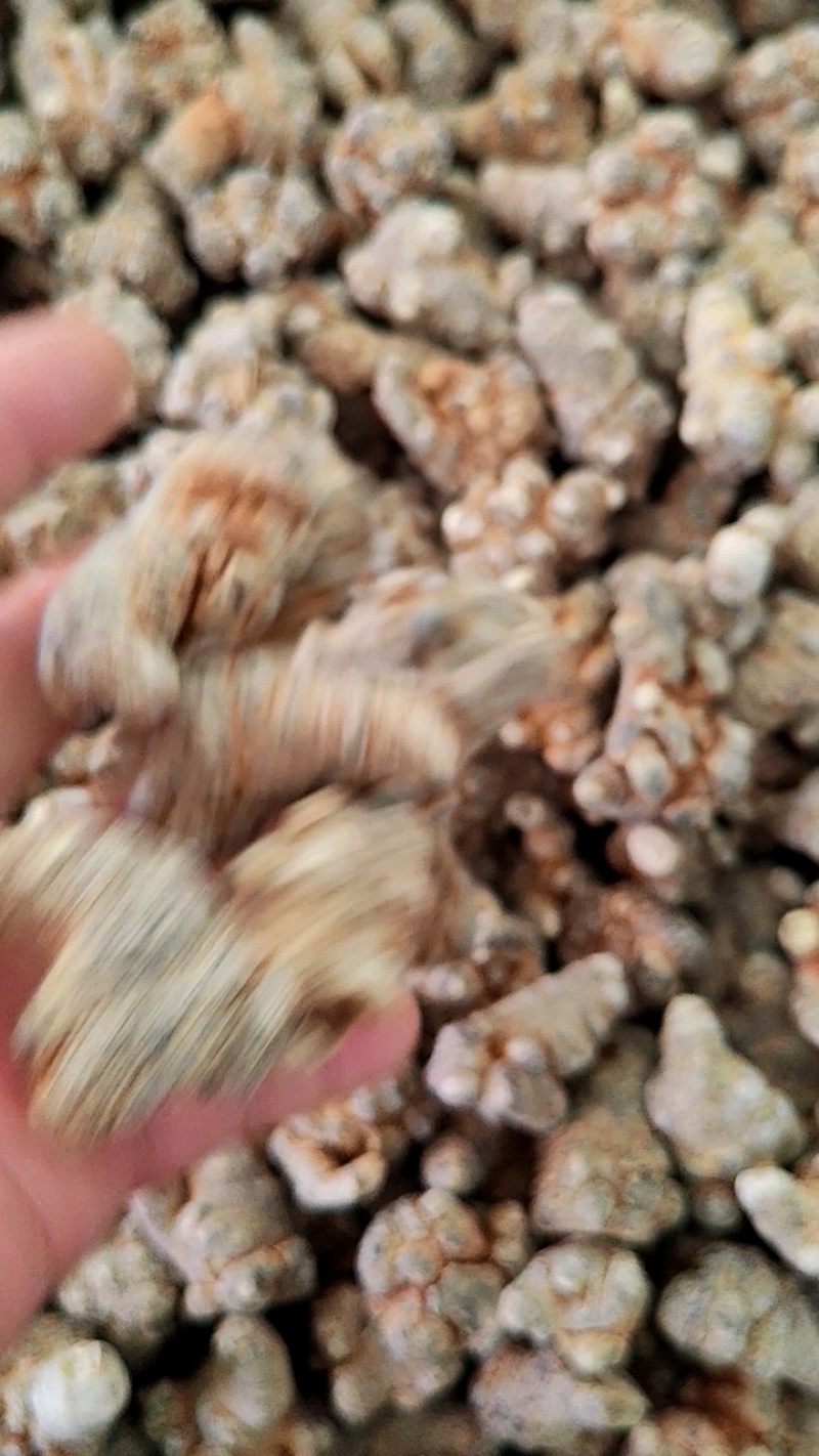 三七文山三七20头三七三七一手货源批发