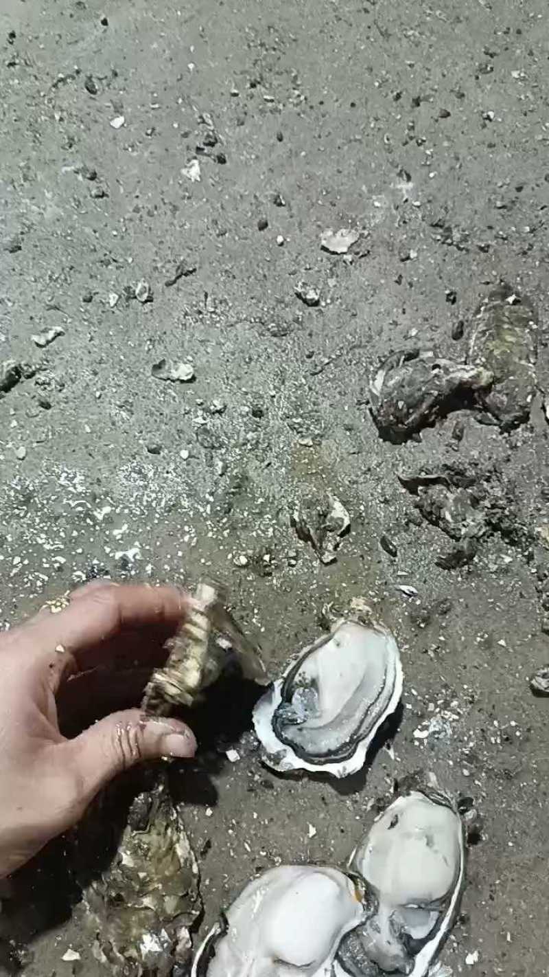 福建牡蛎自养自销新鲜肥美现捞现装箱一手货源长期有货