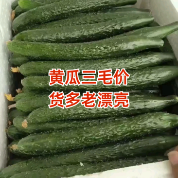 顶花带刺黄瓜上市了有需要的联系