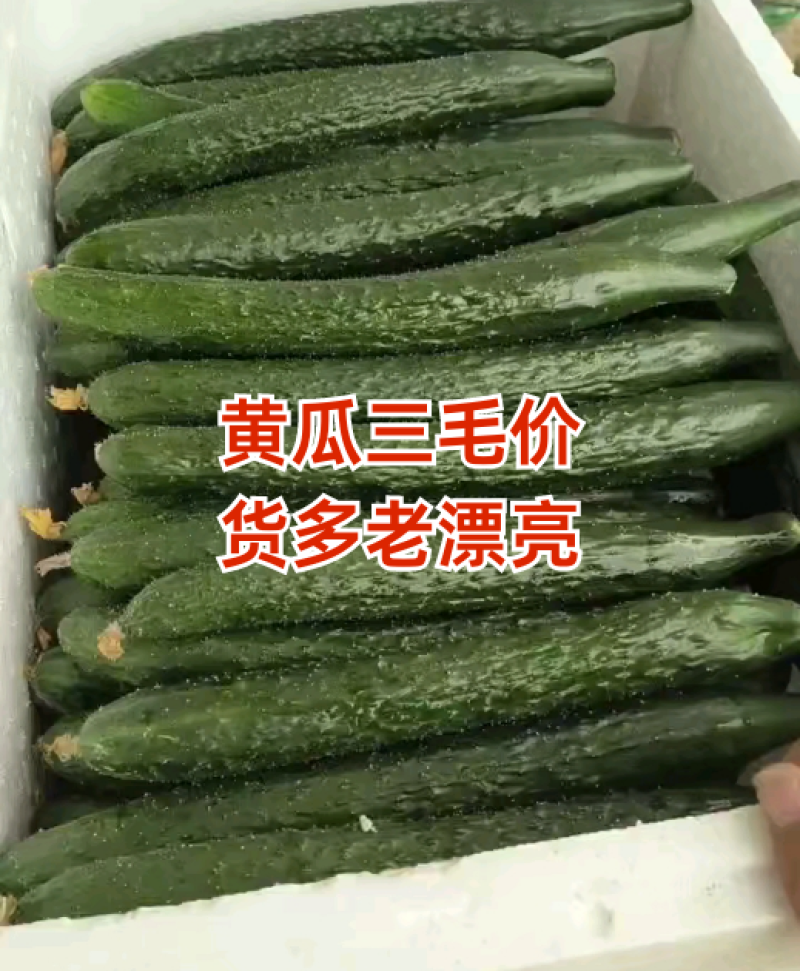 顶花带刺黄瓜上市了有需要的联系