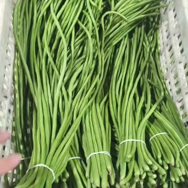 长豆角/豇豆对接商超批发市场品质保证欢迎咨询