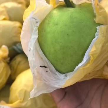 酥脆一号梨.汁多糖分高.欢迎各地老板合作洽谈