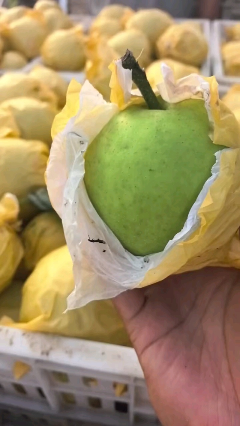 酥脆一号梨.汁多糖分高.欢迎各地老板合作洽谈