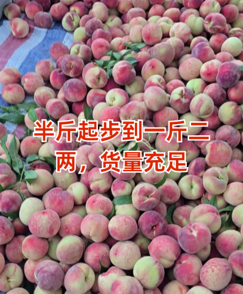 沂蒙山产区早生大红桃大量上市口感脆甜硬度好产地直发