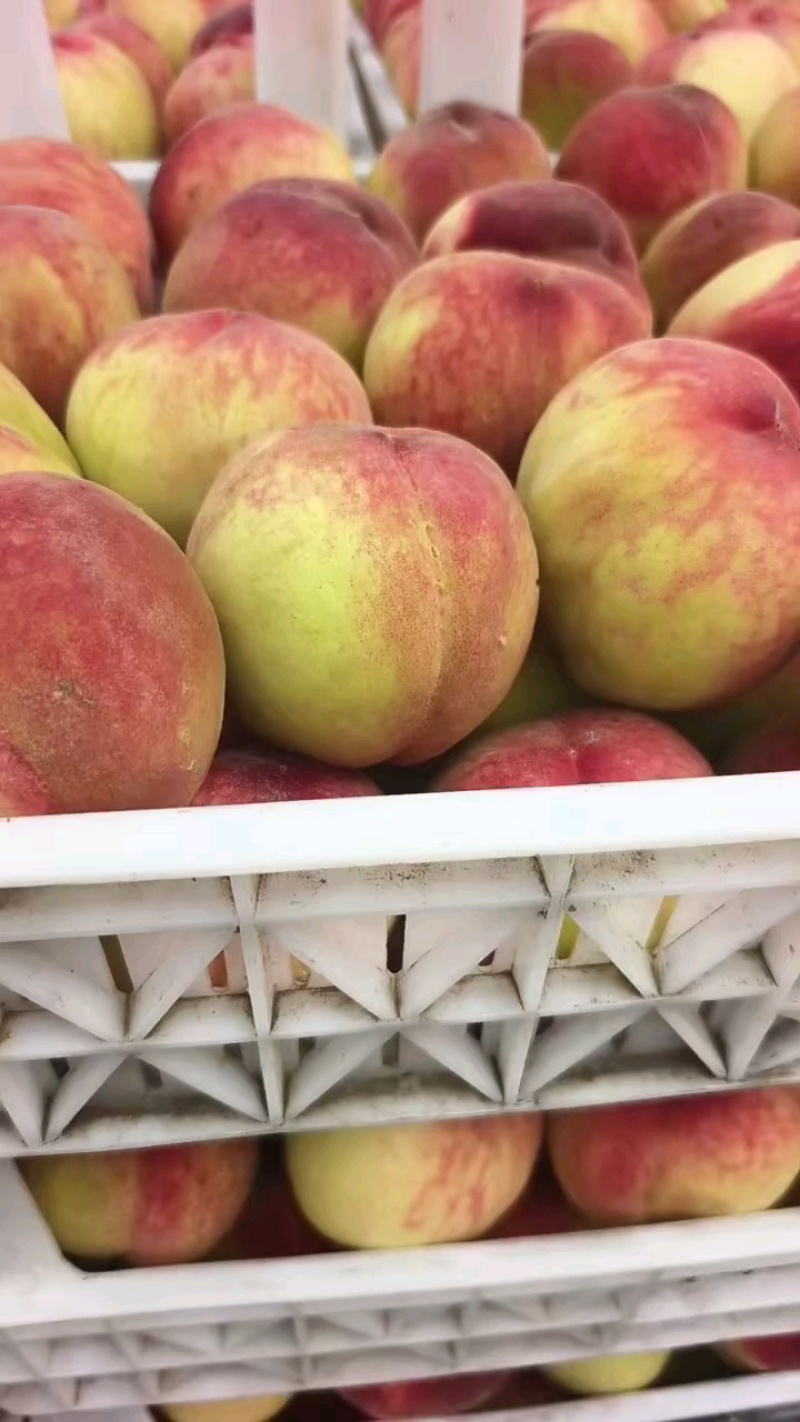 看这美脆桃子大量上市