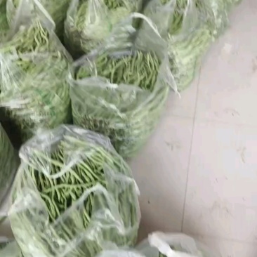 甘肃陇南成县四季豆架豆王豆角豆王无茎豆