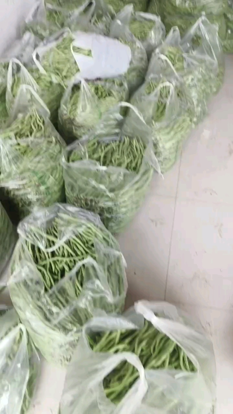 甘肃陇南成县四季豆架豆王豆角豆王无茎豆