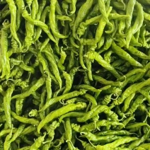 螺丝椒/薄皮椒/青皮椒/皱皮椒大量有货基地直供品质保证