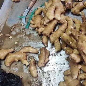 精品黄姜优质大黄姜品质好姜块大颜色好货源充足欢迎咨询
