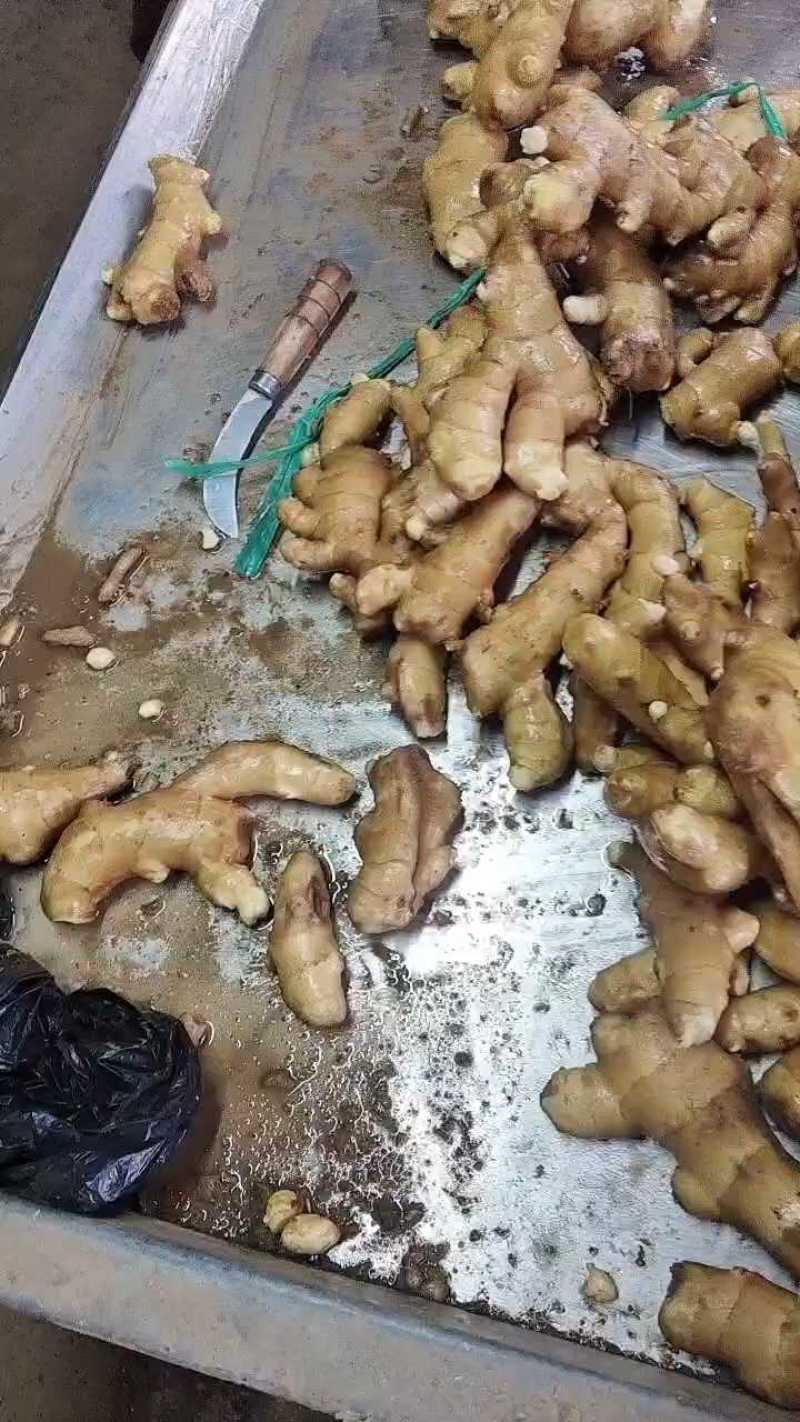 精品黄姜优质大黄姜品质好姜块大颜色好货源充足欢迎咨询