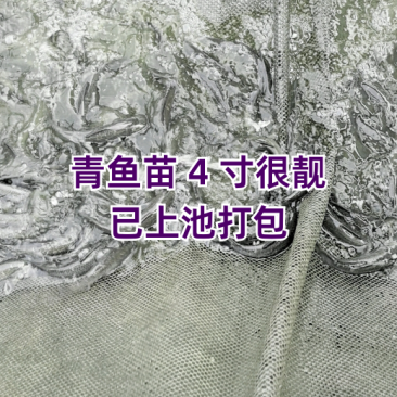 简称黑鲩鱼苗/鱼苗/渔产/，现货足，支持全国发货，