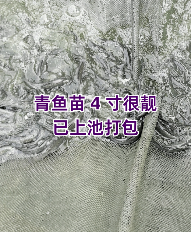 简称黑鲩鱼苗/鱼苗/渔产/，现货足，支持全国发货，