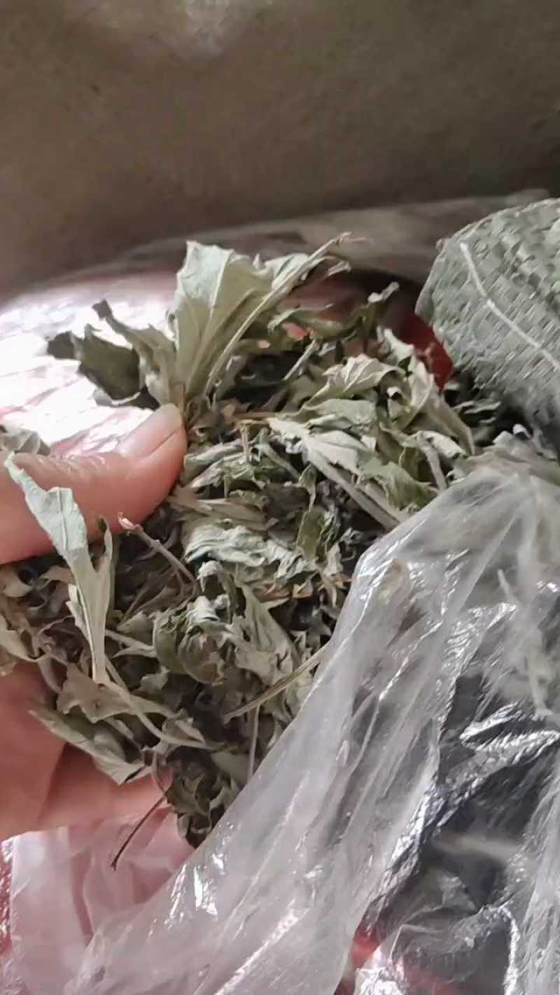 艾叶宝天曼野生优质大白艾叶月子洗护熏屋产地地直发
