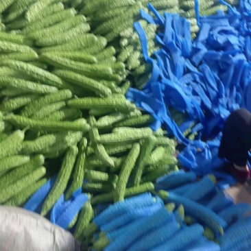 山东临沂兰陵苦瓜油绿苦瓜条形直产地直发提供手提袋泡沫箱