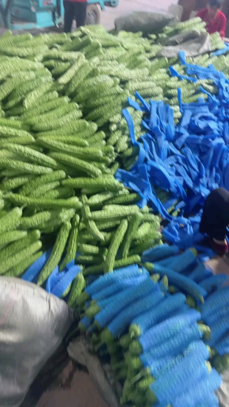 山东临沂兰陵苦瓜油绿苦瓜条形直产地直发提供手提袋泡沫箱