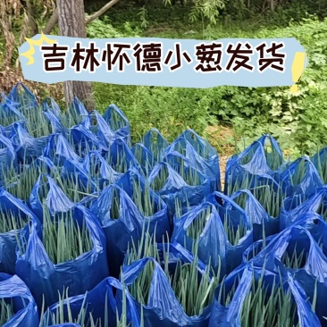 吉林怀德小葱装车中，质量好不超高