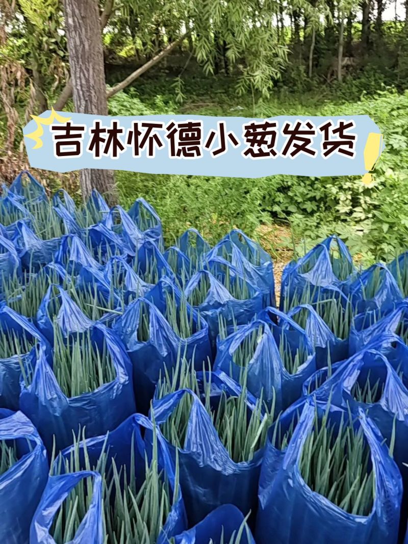 吉林怀德小葱装车中，质量好不超高