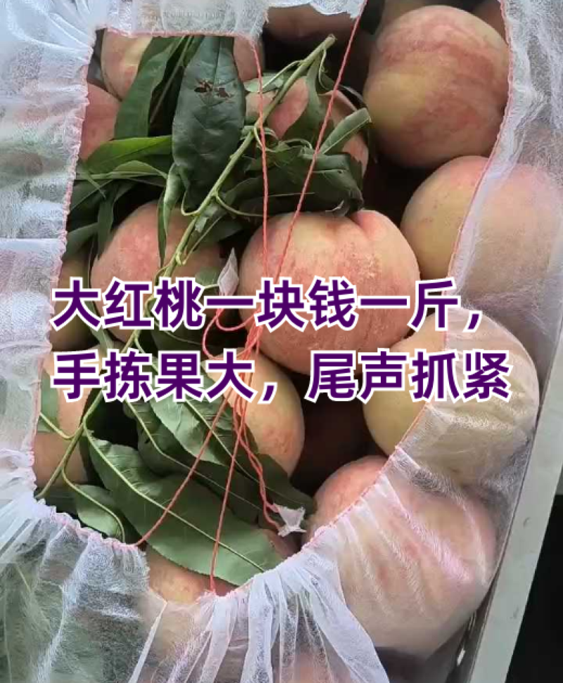 大红桃一块钱一斤，手拣果，尾声抓紧
