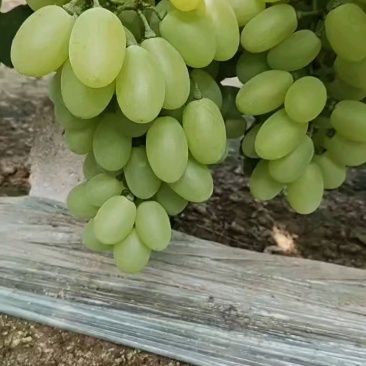 维多利亚葡萄河北葡萄现摘现发规格齐全电联可视频看
