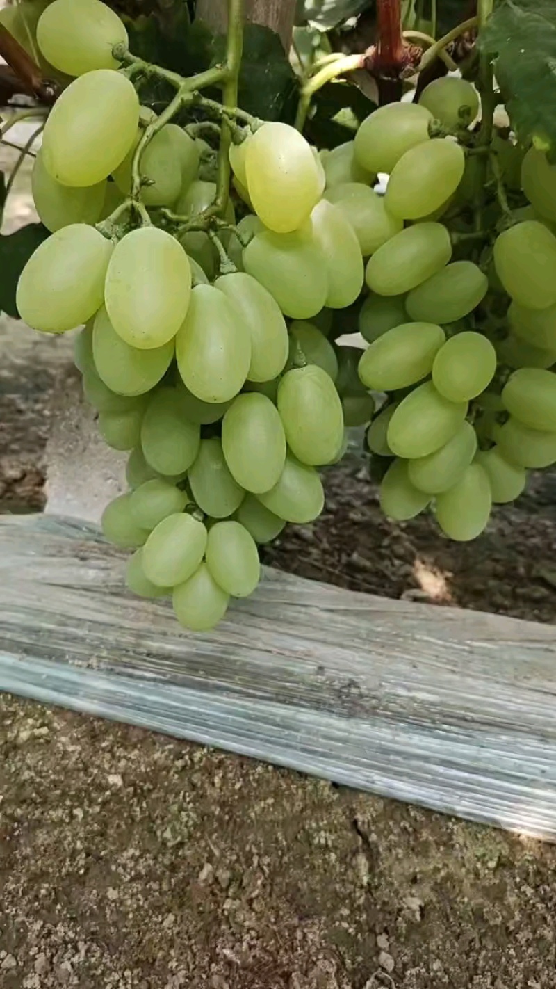 维多利亚葡萄河北葡萄现摘现发规格齐全电联可视频看