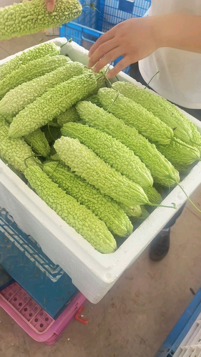 青苦瓜，白苦瓜大量有货，支持视频看货论价。