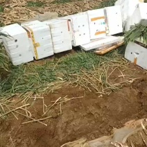 生姜，100万斤等你来拿，联系上我，让老板满意回家