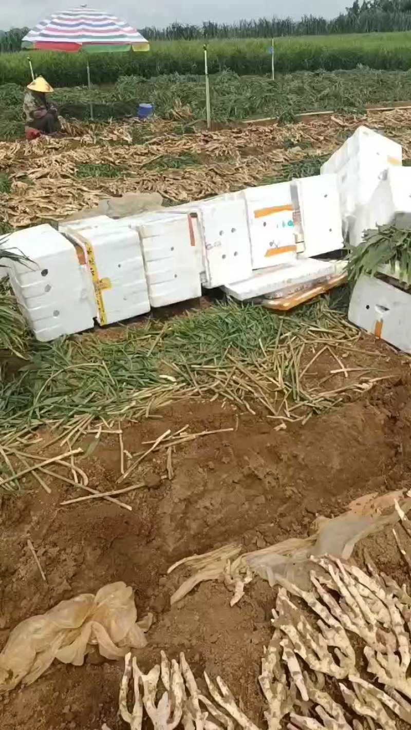 生姜，100万斤等你来拿，联系上我，让老板满意回家